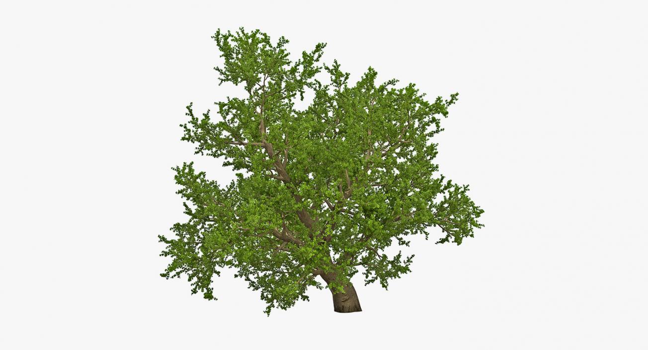 3D model Summer Trees Collection 4