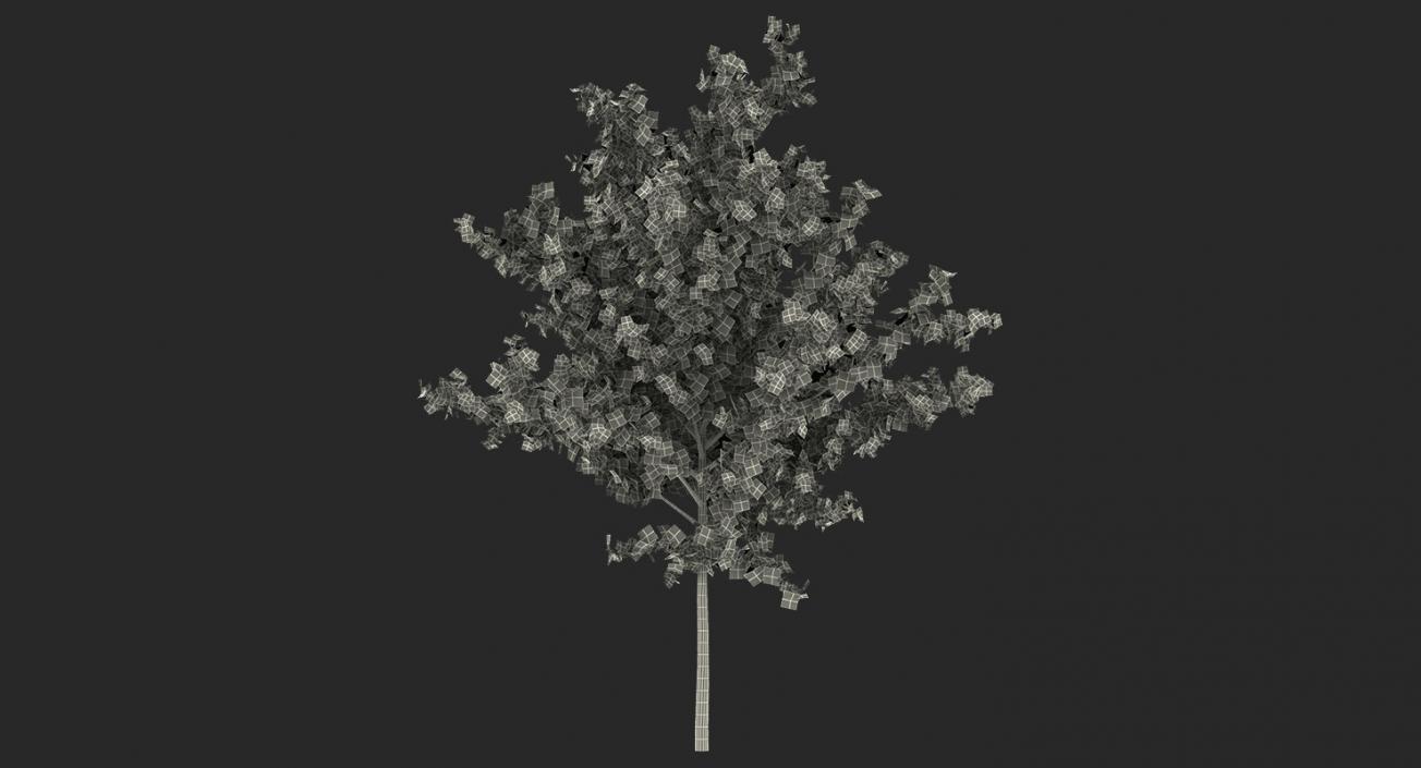 3D model Summer Trees Collection 4