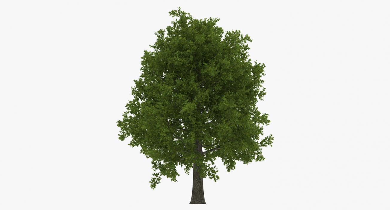 3D model Summer Trees Collection 4