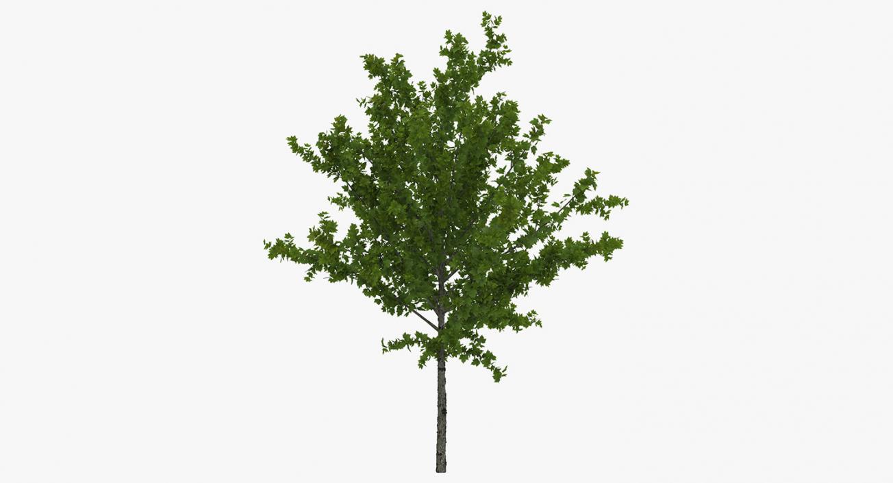 3D model Summer Trees Collection 4