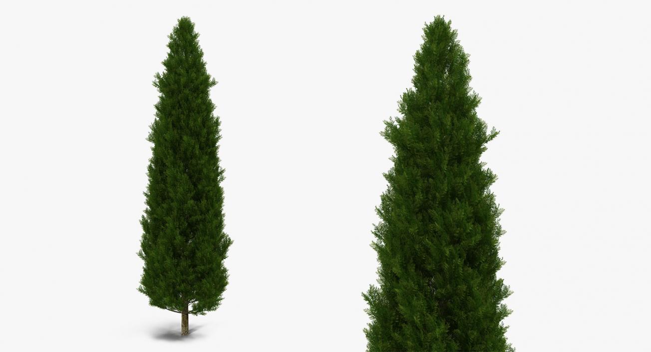 3D model Summer Trees Collection 4