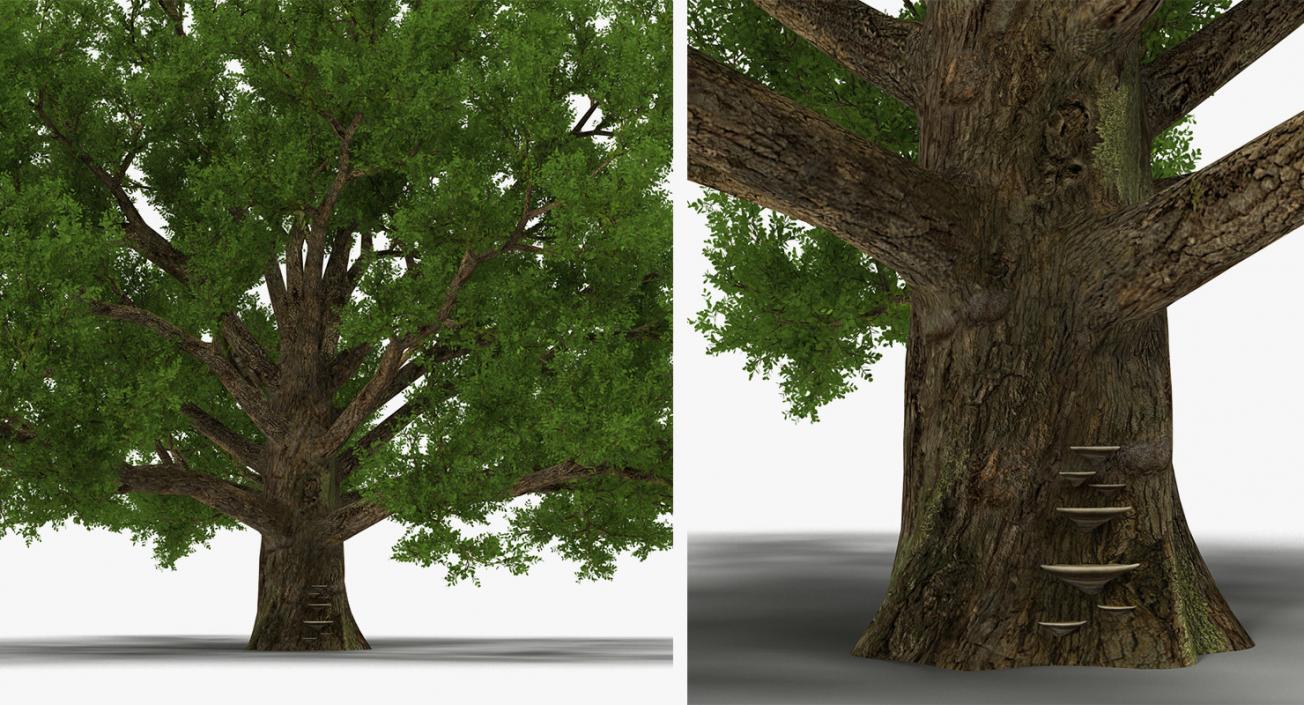 3D model Summer Trees Collection 4