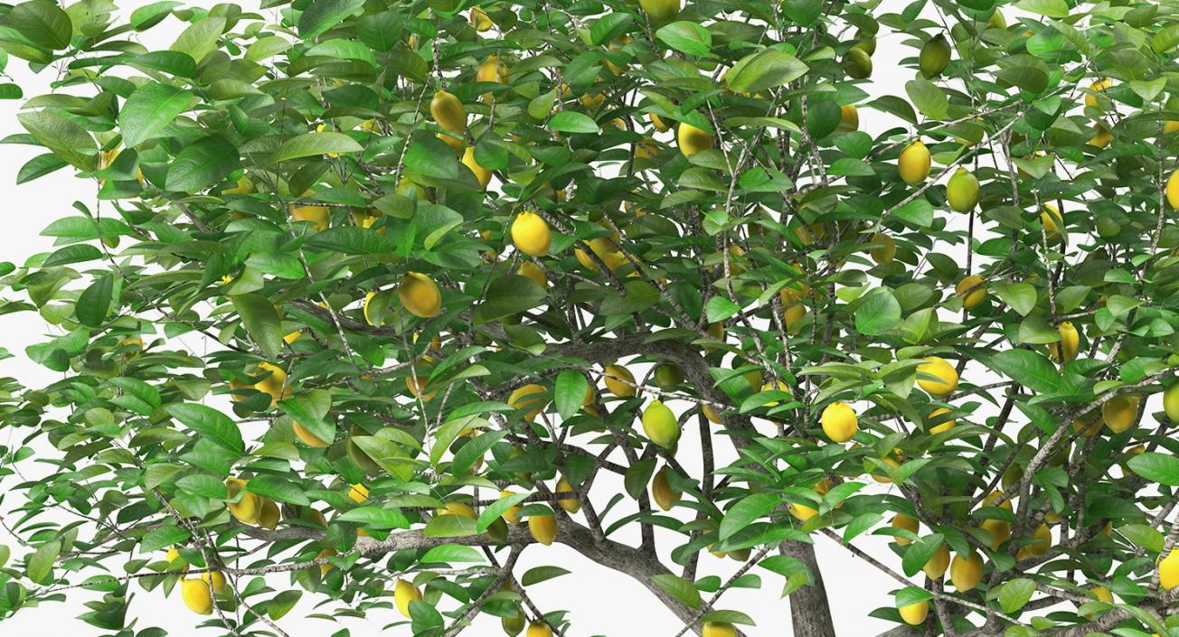 3D model Summer Trees Collection 4