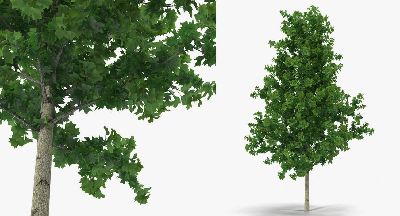 3D model Summer Trees Collection 4