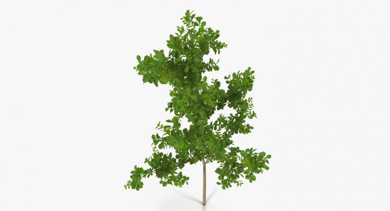 3D model Summer Trees Collection 4