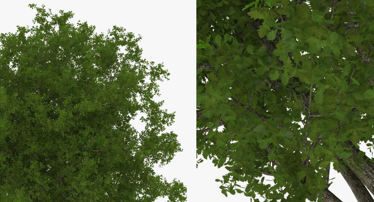 3D model Summer Trees Collection 4