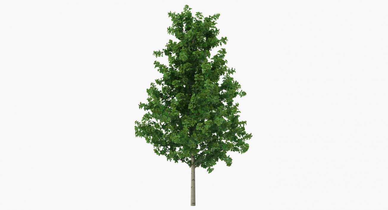 3D model Summer Trees Collection 4