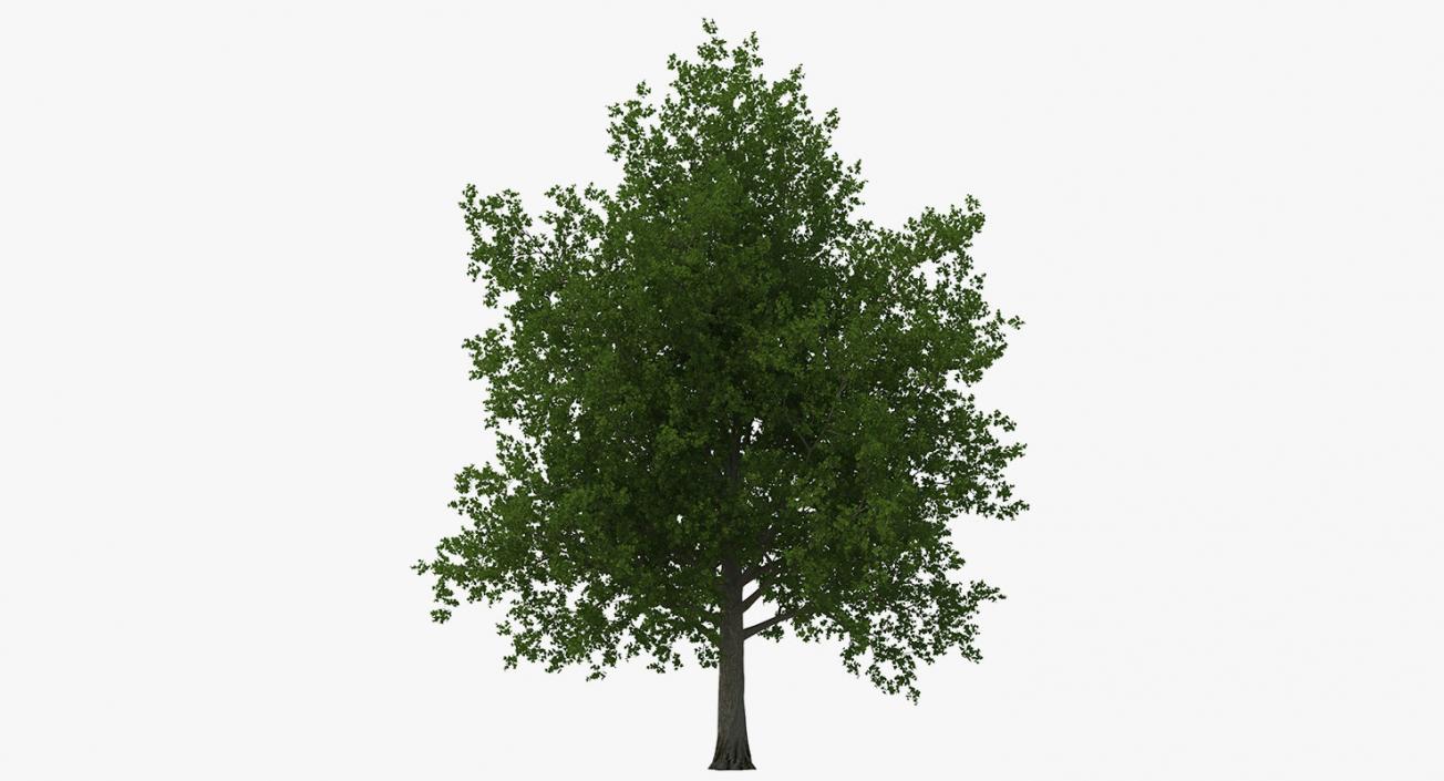 3D model Summer Trees Collection 4