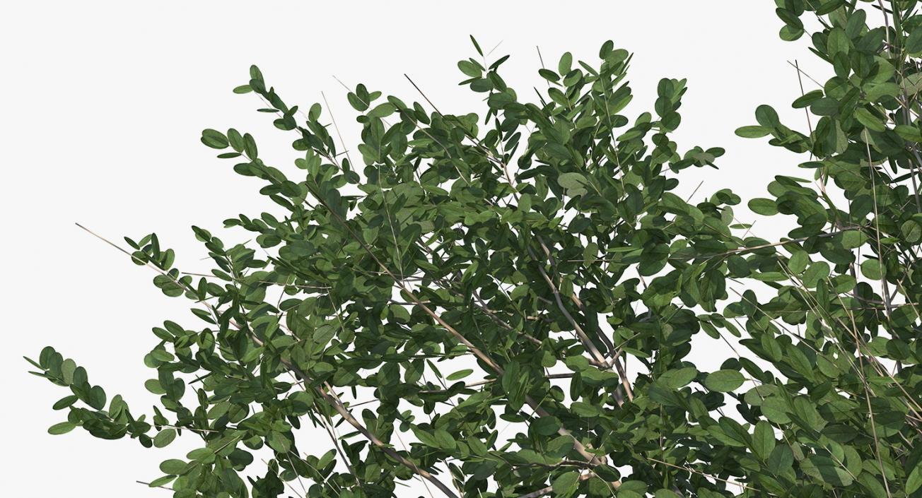 3D model Summer Trees Collection 4