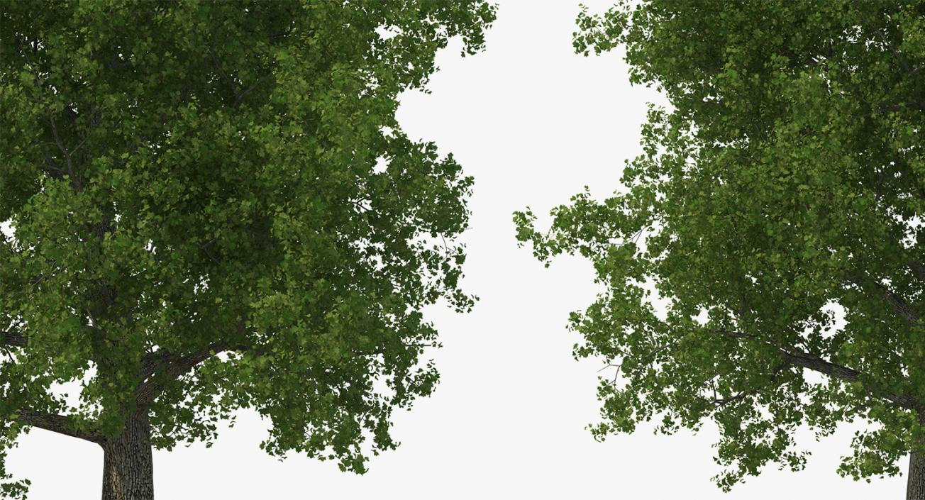 3D model Summer Trees Collection 4