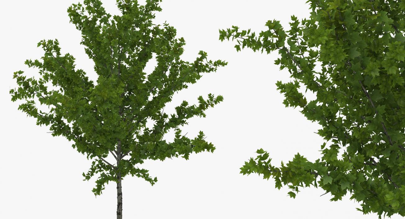 3D model Summer Trees Collection 4