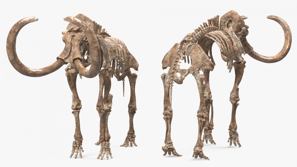 3D Mammoth Skeleton Old Bones