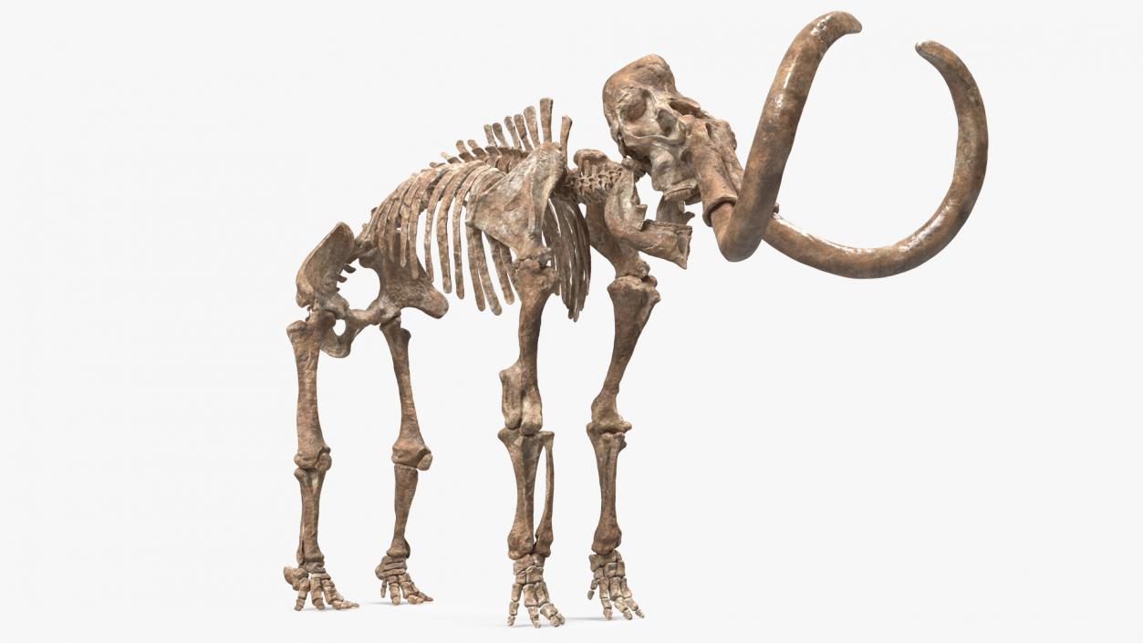 3D Mammoth Skeleton Old Bones