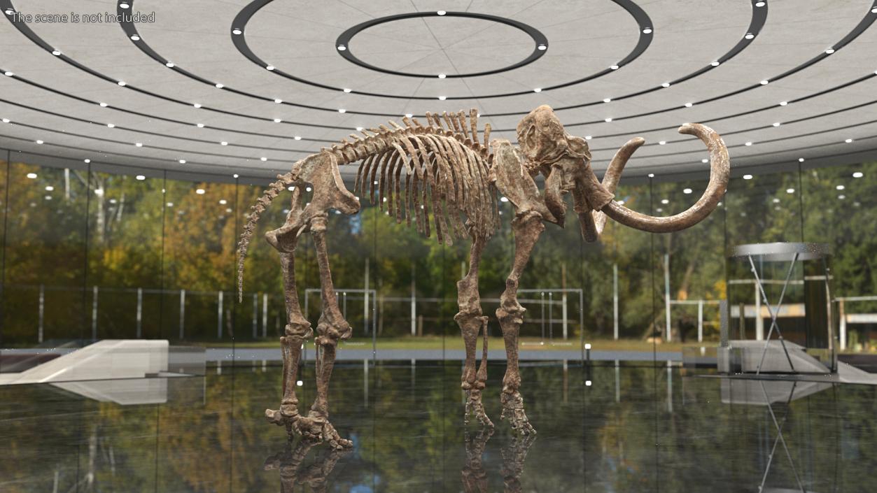 3D Mammoth Skeleton Old Bones