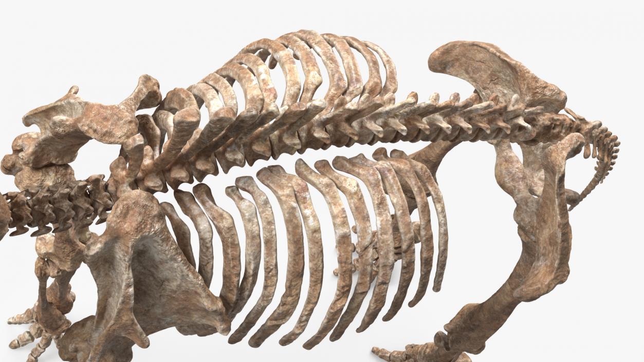 3D Mammoth Skeleton Old Bones