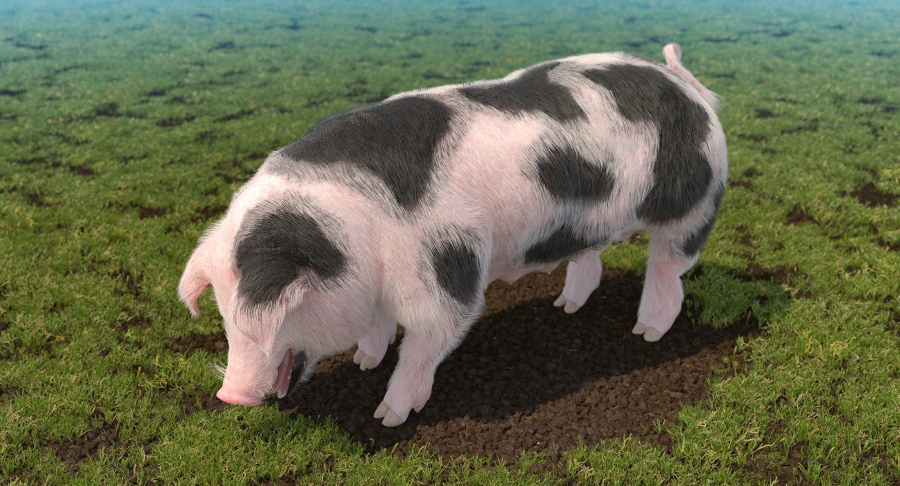 Pig Sow Peitrain Standing Pose with Fur 3D model