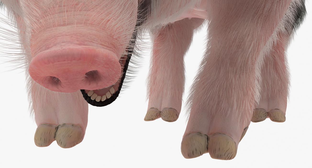 Pig Sow Peitrain Standing Pose with Fur 3D model