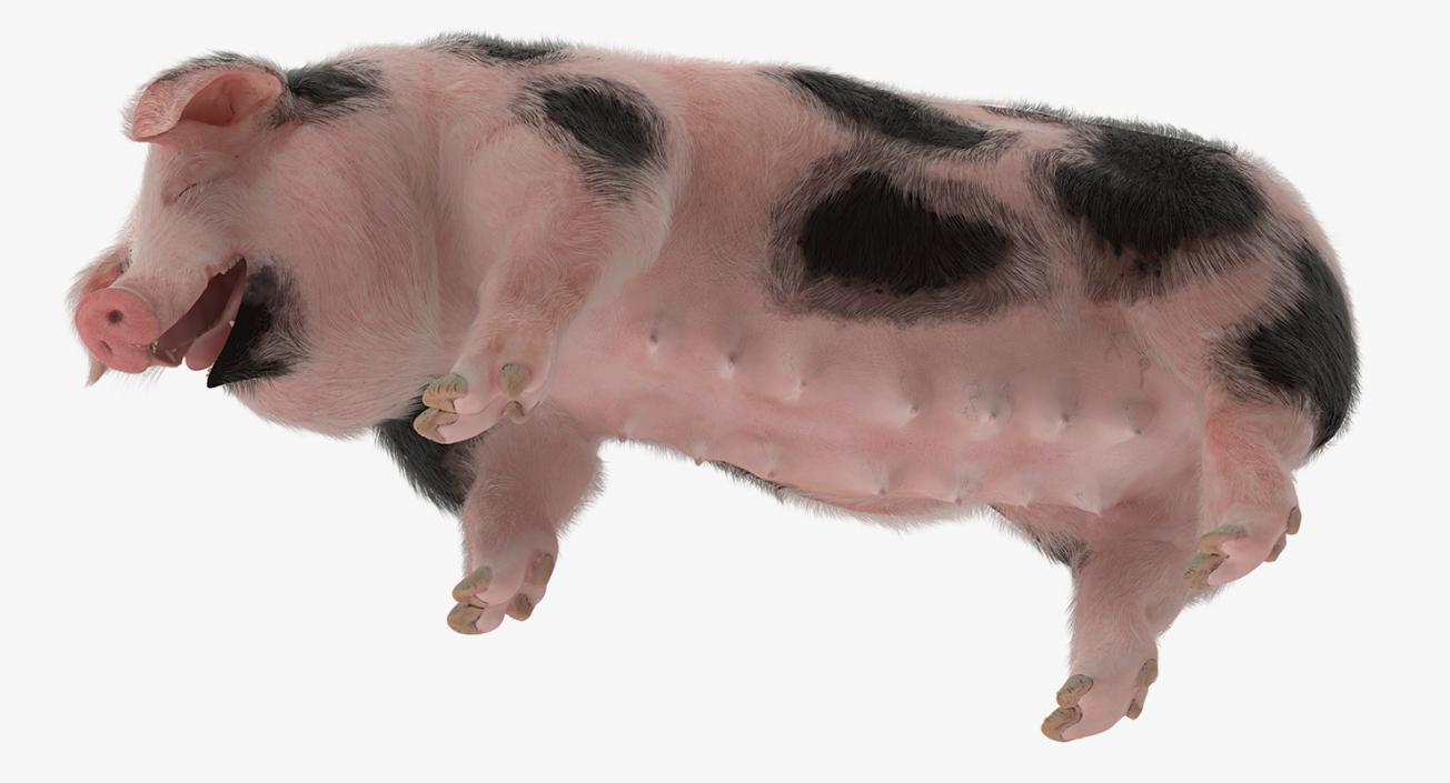 Pig Sow Peitrain Standing Pose with Fur 3D model