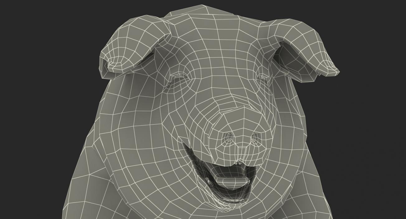 Pig Sow Peitrain Standing Pose with Fur 3D model