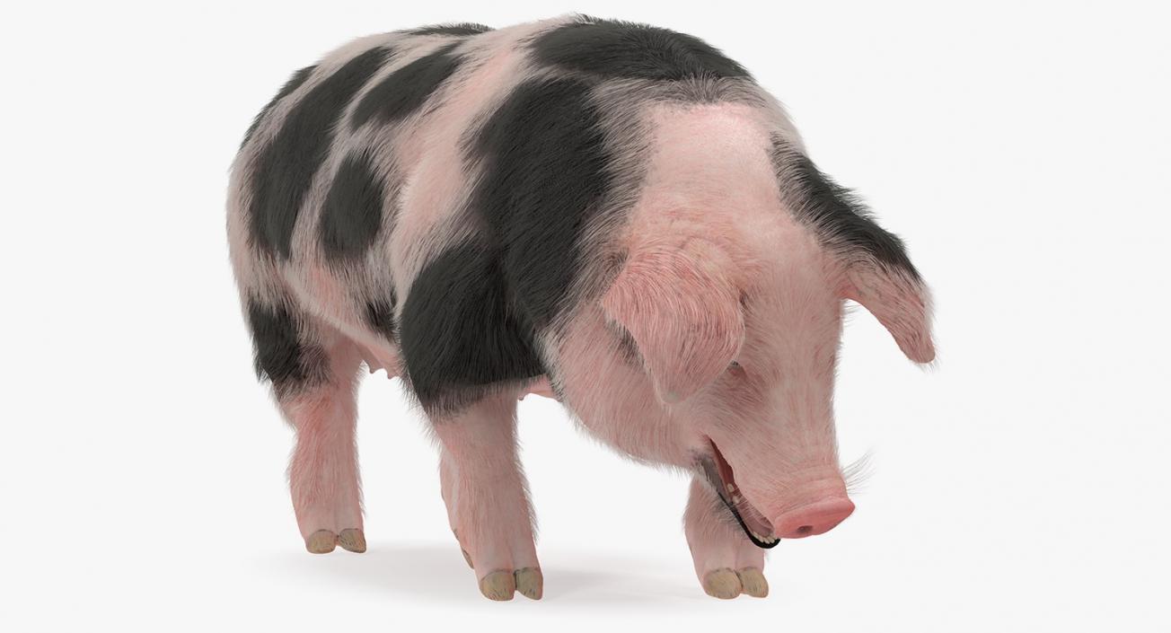 Pig Sow Peitrain Standing Pose with Fur 3D model