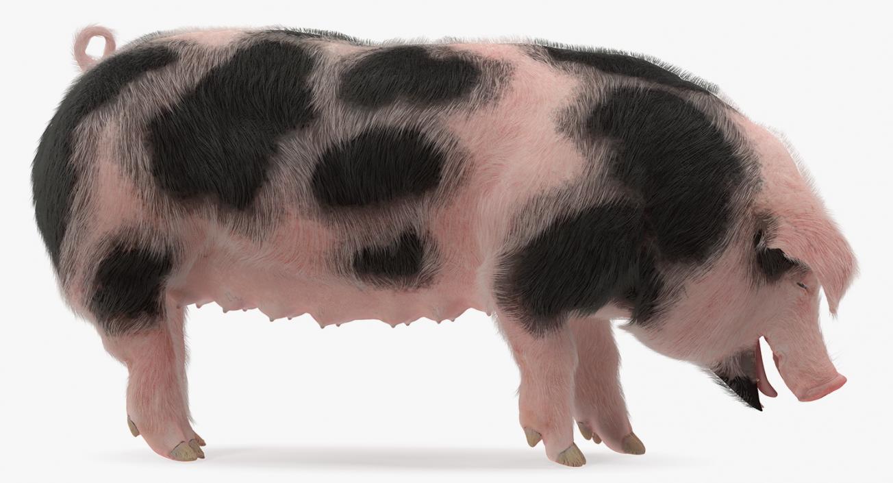 Pig Sow Peitrain Standing Pose with Fur 3D model