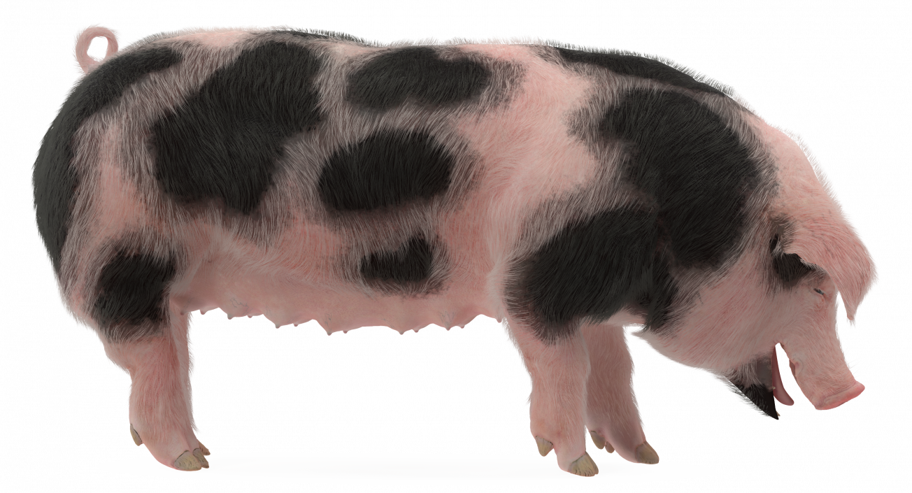 Pig Sow Peitrain Standing Pose with Fur 3D model