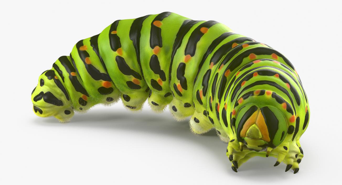 3D Papilio Machaon Caterpillar Rigged with Fur model