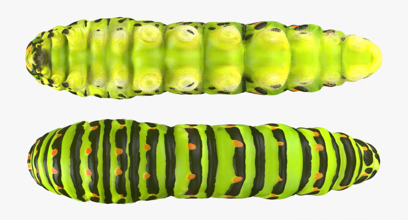 3D Papilio Machaon Caterpillar Rigged with Fur model