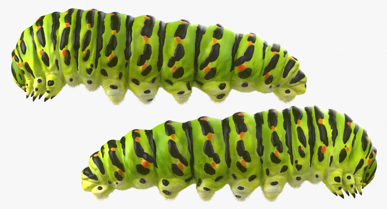 3D Papilio Machaon Caterpillar Rigged with Fur model