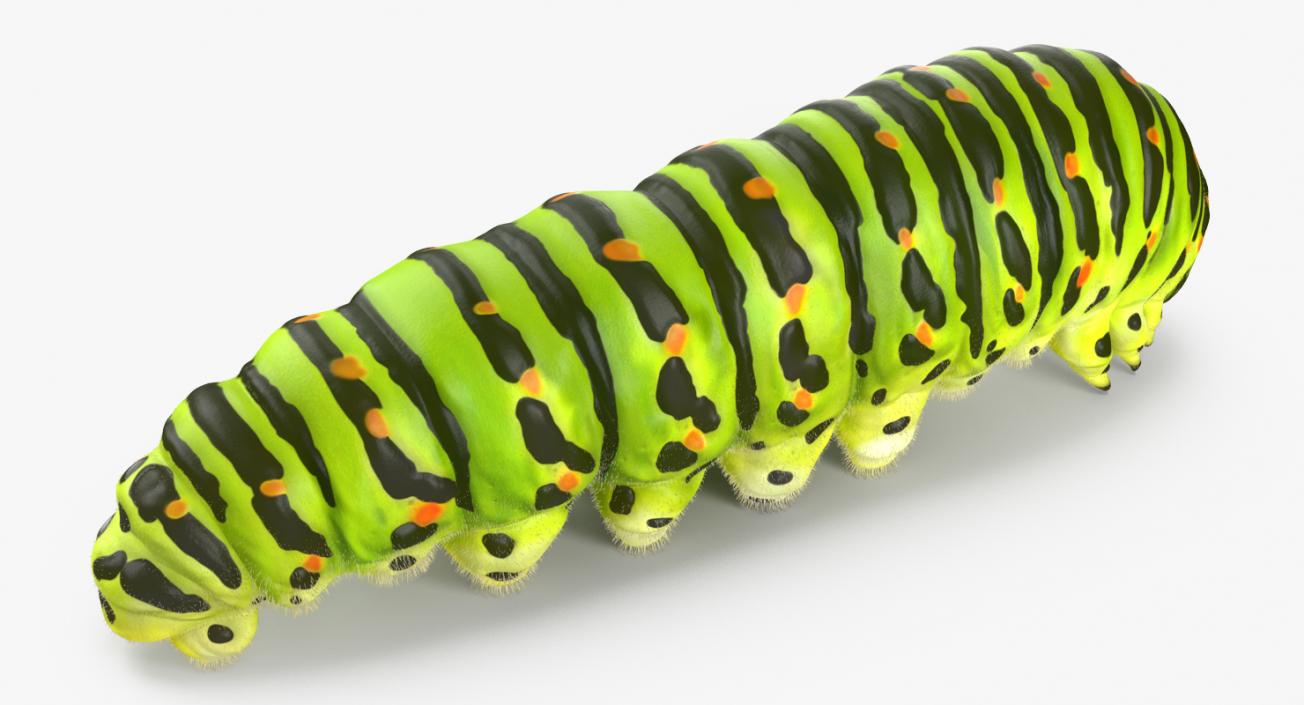 3D Papilio Machaon Caterpillar Rigged with Fur model