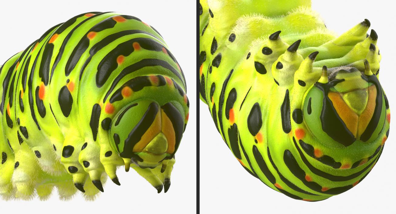 3D Papilio Machaon Caterpillar Rigged with Fur model