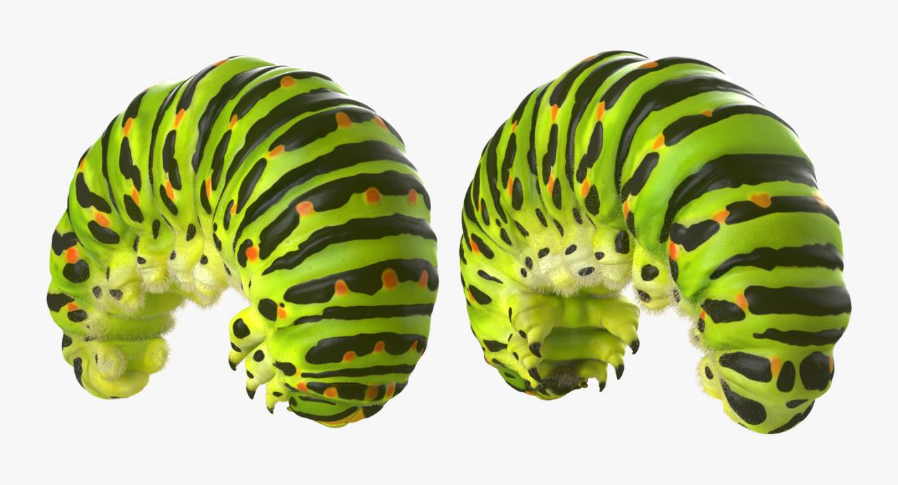 3D Papilio Machaon Caterpillar Rigged with Fur model