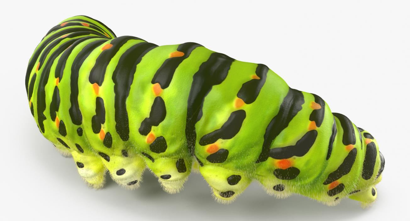 3D Papilio Machaon Caterpillar Rigged with Fur model