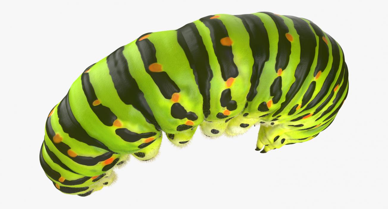 3D Papilio Machaon Caterpillar Rigged with Fur model