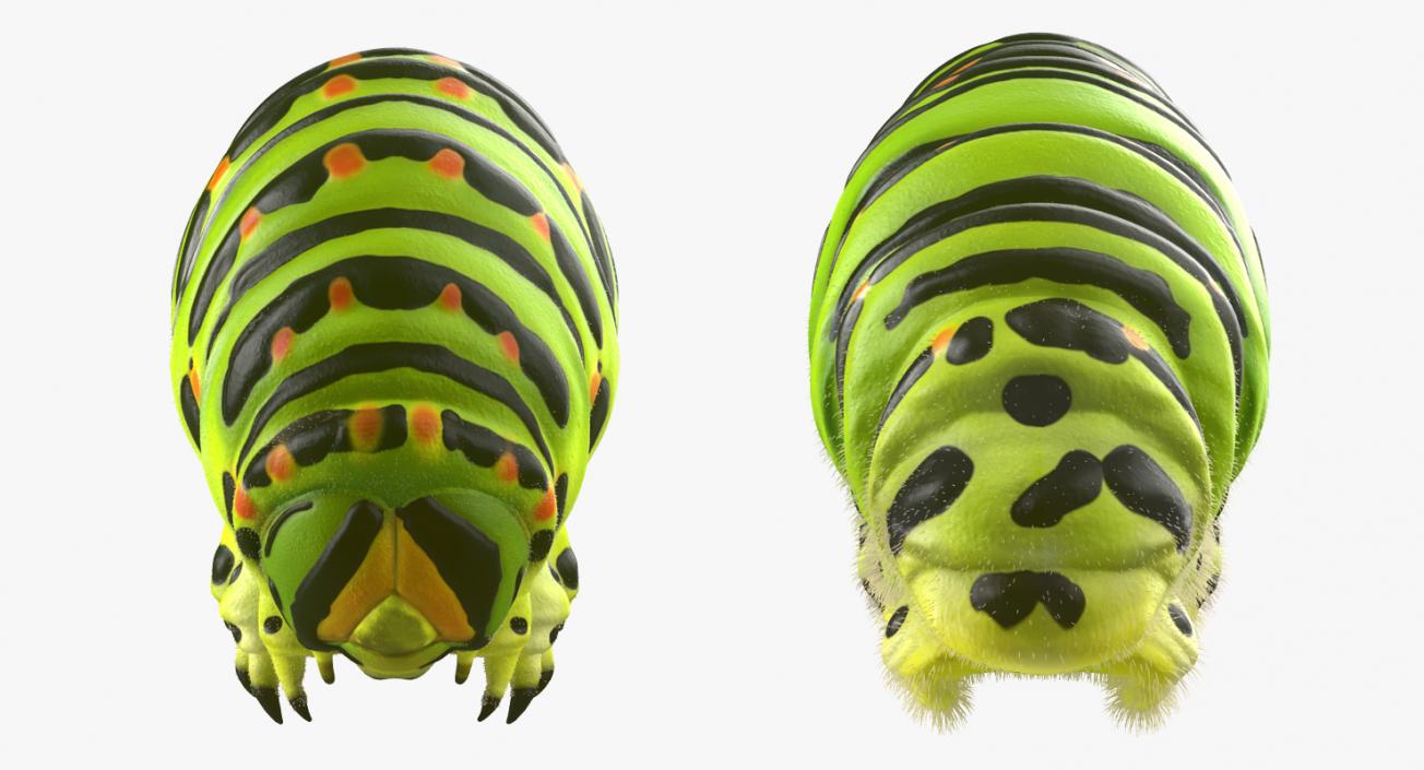 3D Papilio Machaon Caterpillar Rigged with Fur model