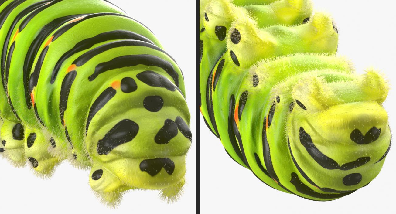 3D Papilio Machaon Caterpillar Rigged with Fur model