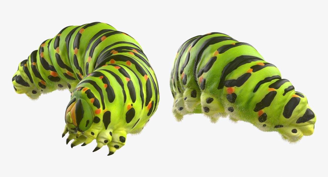 3D Papilio Machaon Caterpillar Rigged with Fur model