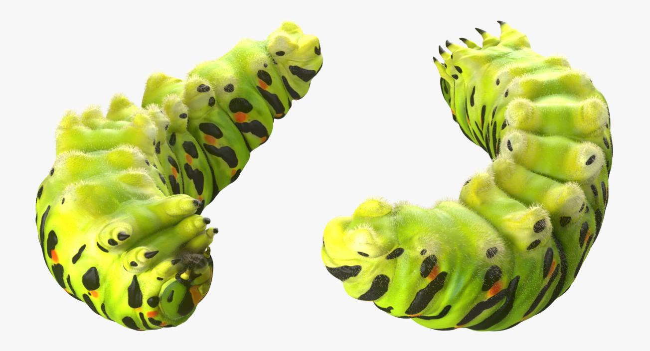 3D Papilio Machaon Caterpillar Rigged with Fur model