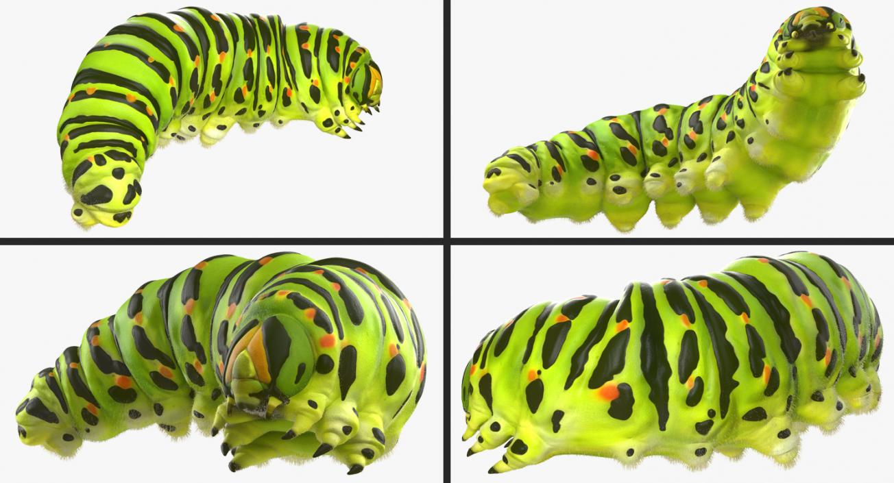 3D Papilio Machaon Caterpillar Rigged with Fur model