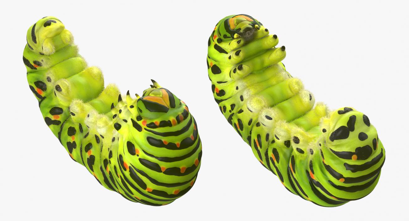 3D Papilio Machaon Caterpillar Rigged with Fur model