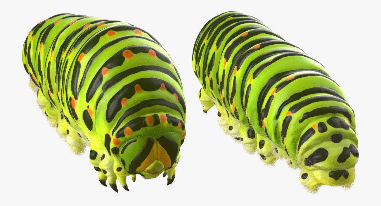 3D Papilio Machaon Caterpillar Rigged with Fur model