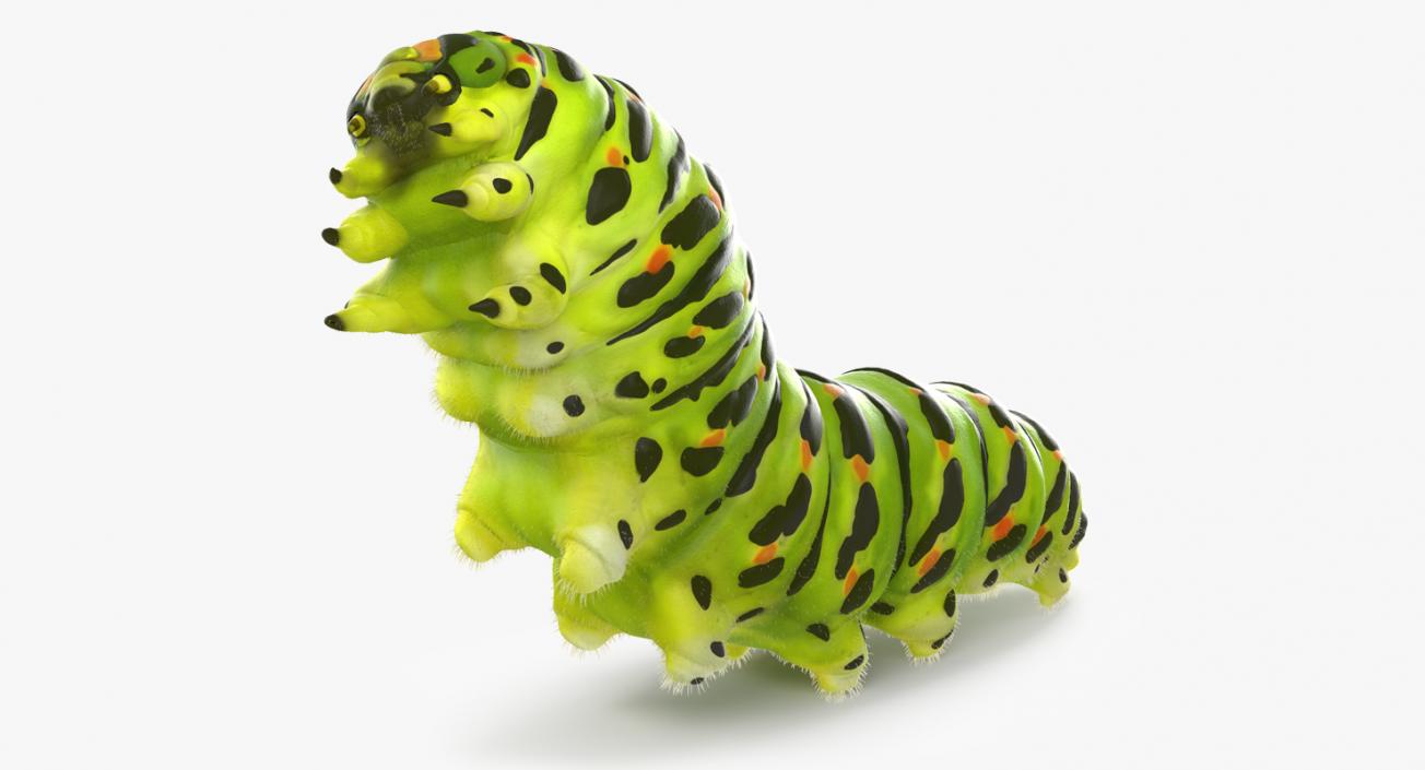 3D Papilio Machaon Caterpillar Rigged with Fur model