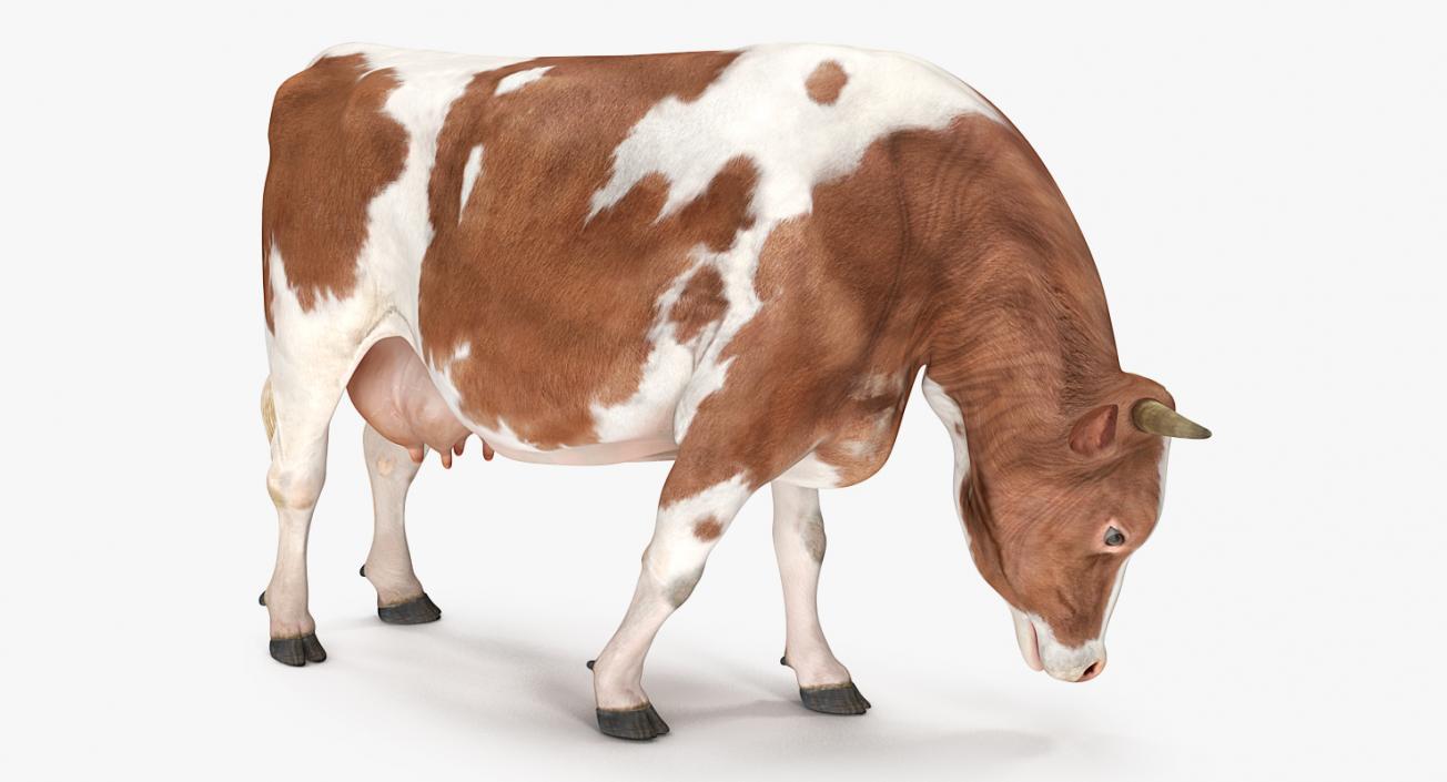 Holstein Cow Eating Pose 3D model