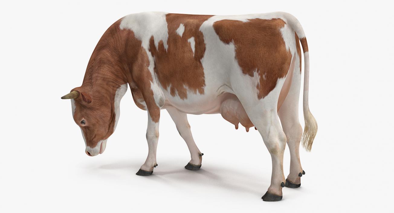 Holstein Cow Eating Pose 3D model