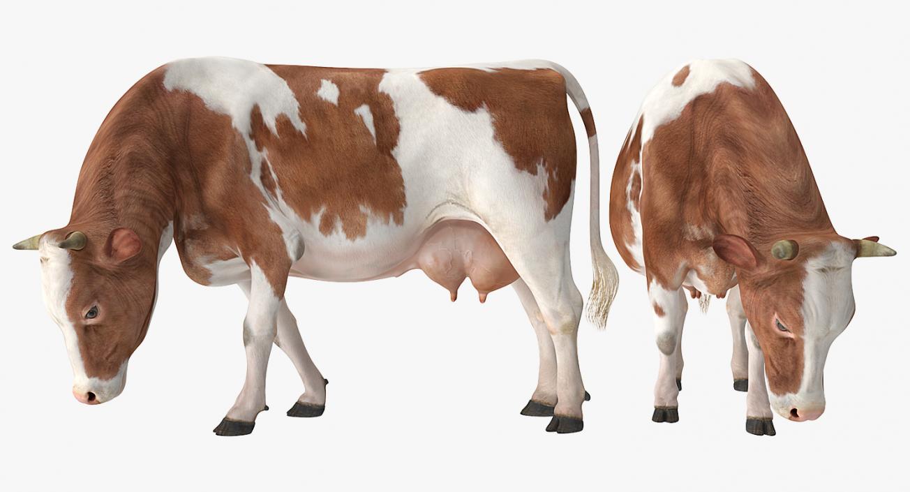 Holstein Cow Eating Pose 3D model