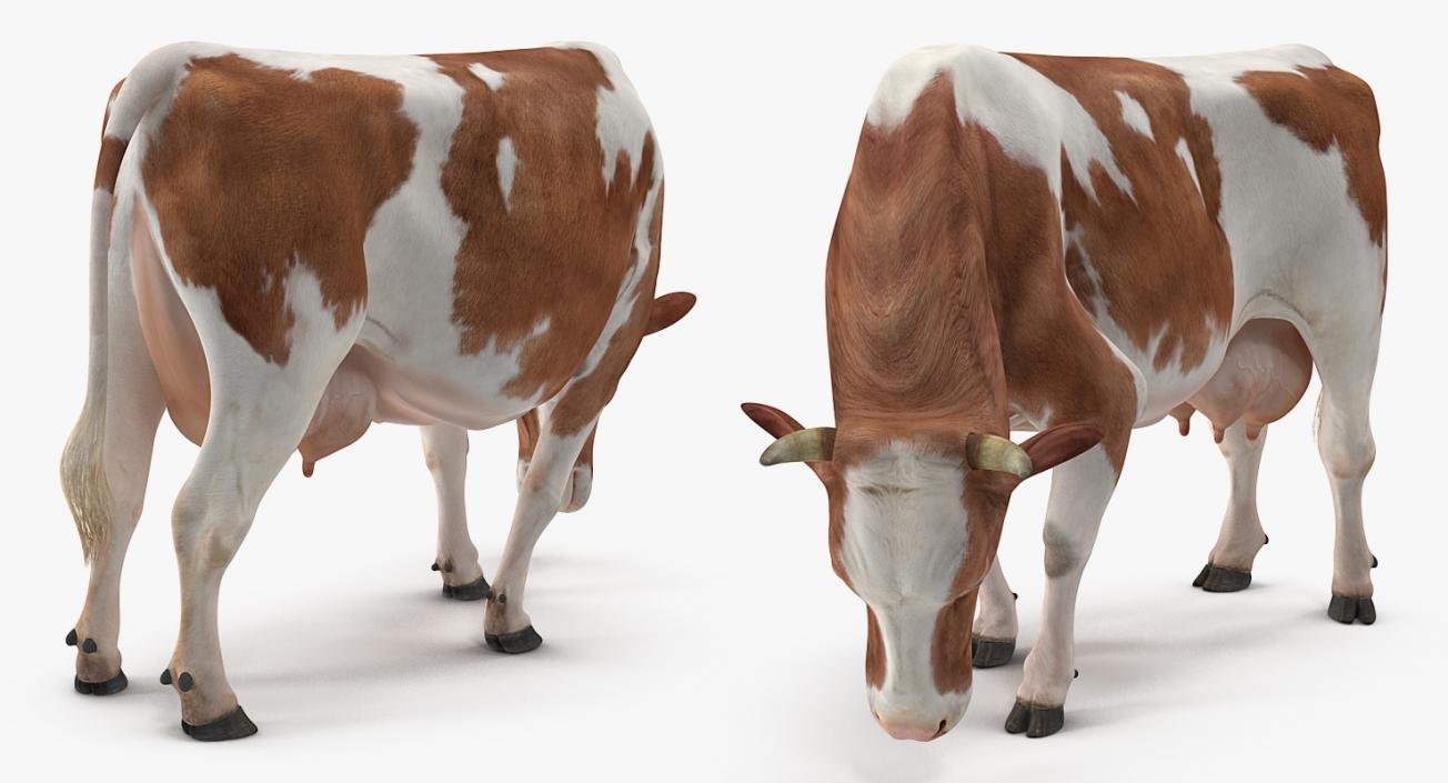 Holstein Cow Eating Pose 3D model