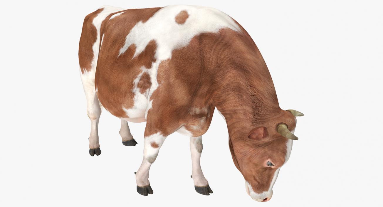 Holstein Cow Eating Pose 3D model