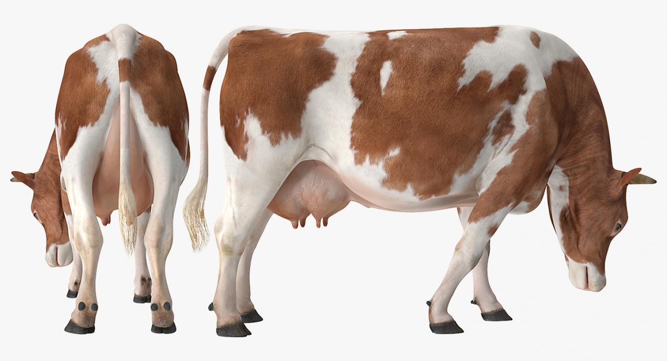 Holstein Cow Eating Pose 3D model