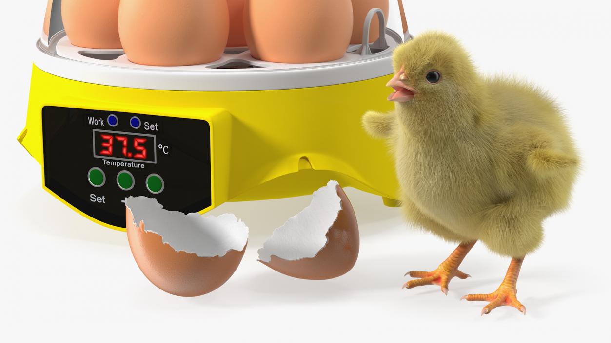 3D Egg Incubator With Chick Fur model