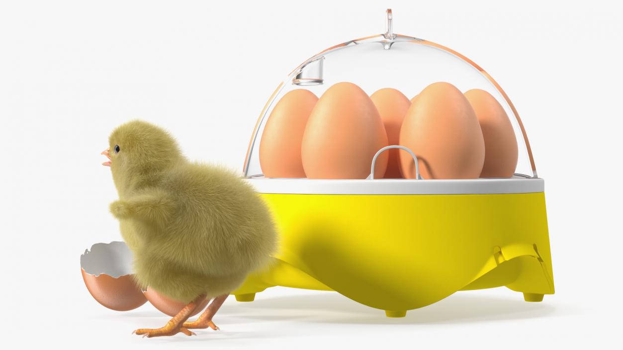 3D Egg Incubator With Chick Fur model